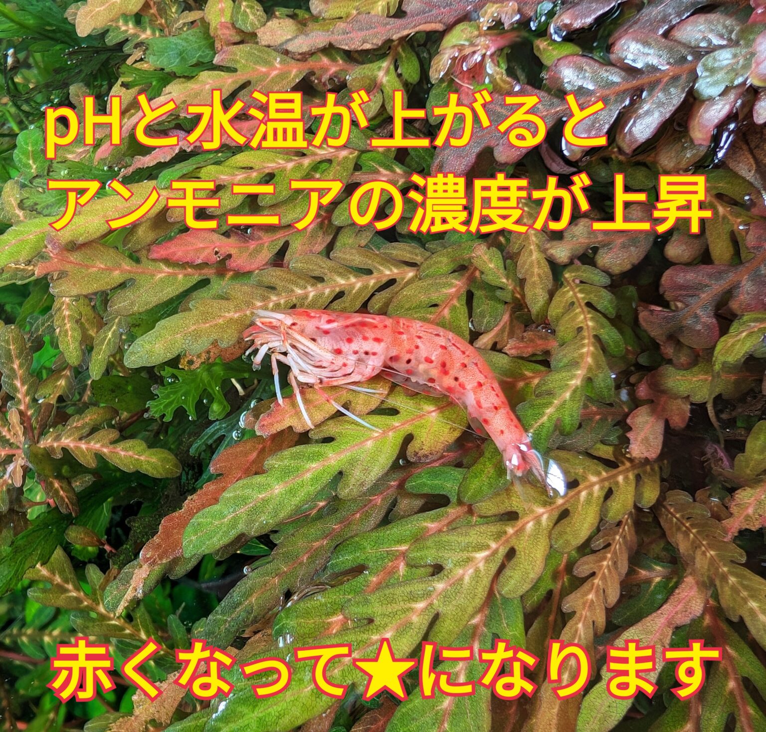 【水合わせは慎重に!】ミナミヌマエビの寿命以外の死因TOP6〜ヤマトヌマエビと違い繁殖可能です〜 - <水草たつー>