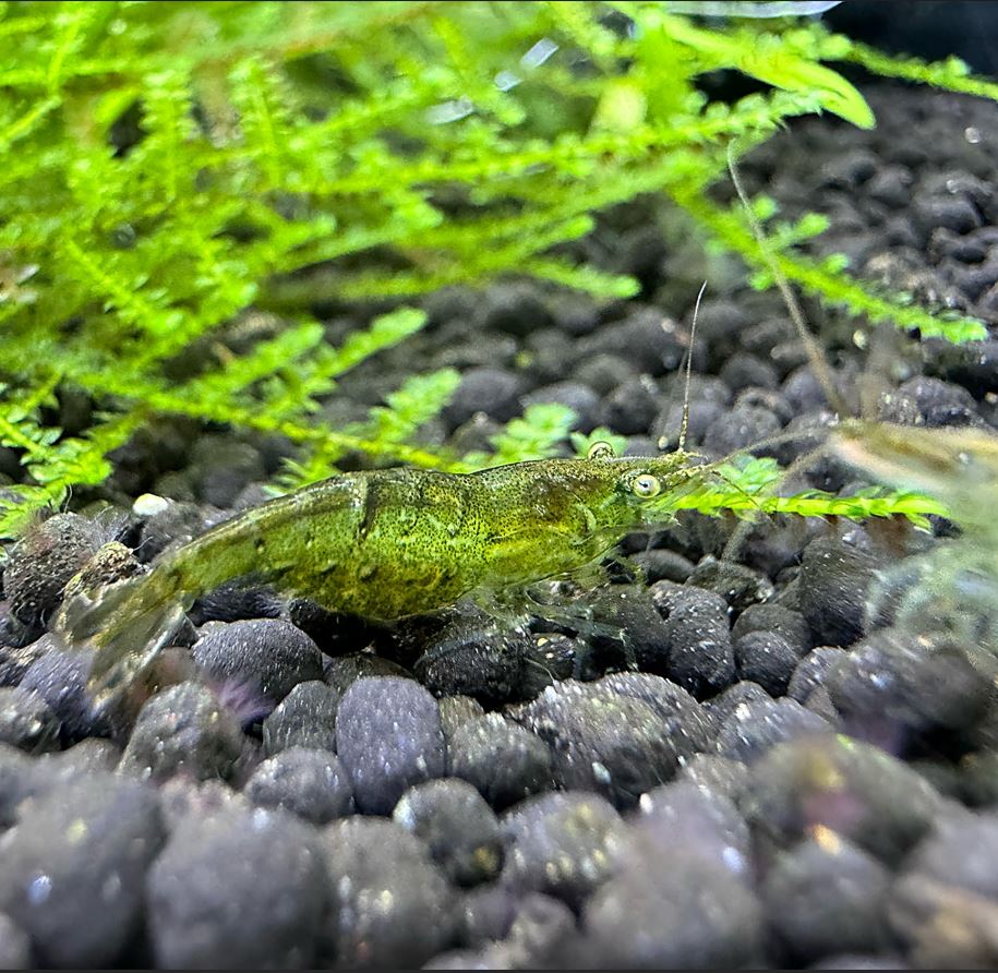 トップ ミナミヌマエビ 繁殖 照明