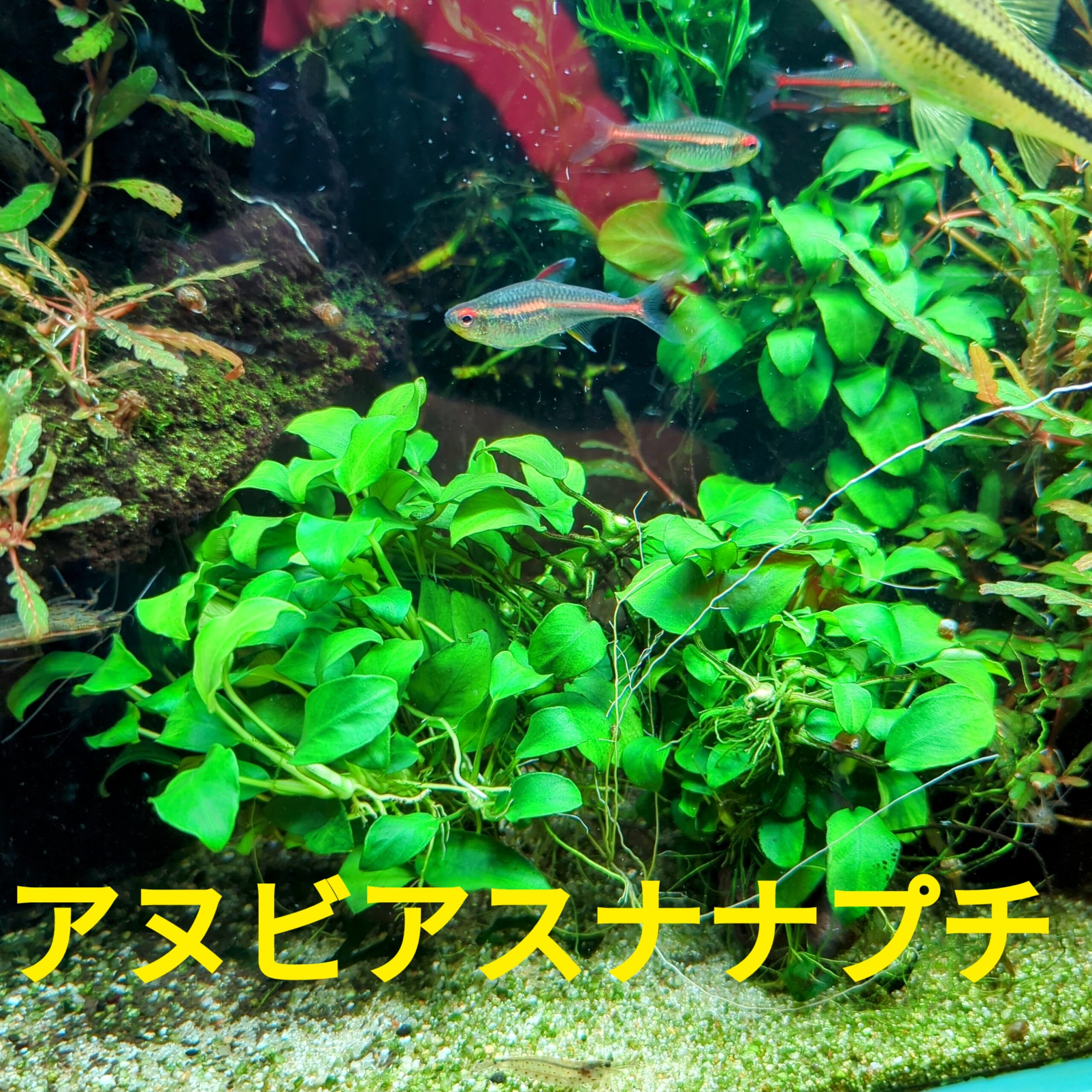 水槽初心者必見！】オススメの陰性水草の種類とレイアウトのコツTOP3